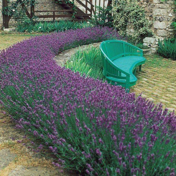Lavender plants for sale UK buy Lavandula online