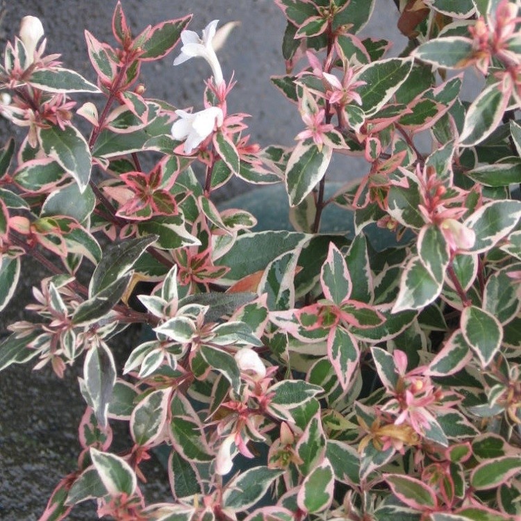 Abelia grandiflora Confetti