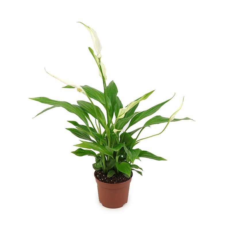 Spathiphyllum Pearl Cupido - Peace Lily
