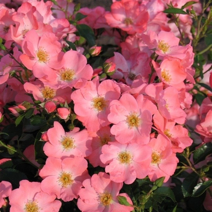 Rose Pink Blanket Shrub Rose