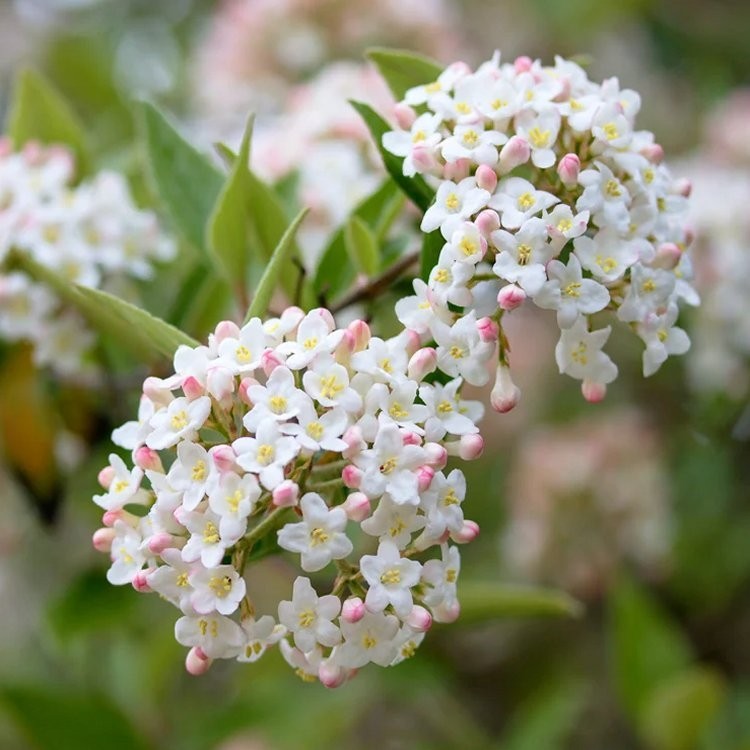 Viburnum x burkwoodii Scented Burkwood Viburnum