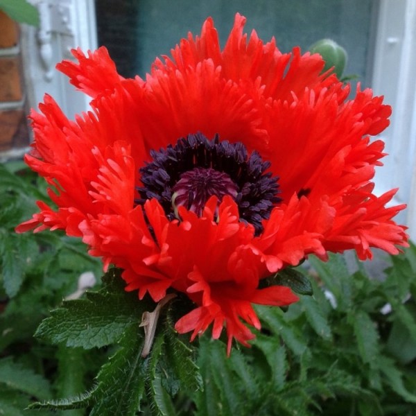 Poppy plants for sale Papaver buy poppies online