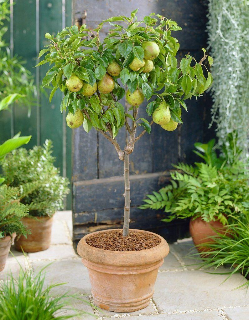 Patio Fruit Tree Compact Williams Pear Tree