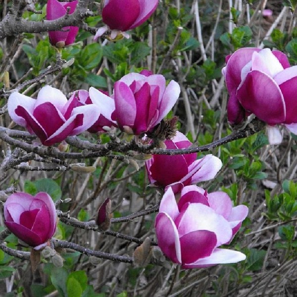 Buy Magnolia plants online Magnolia trees for sale UK