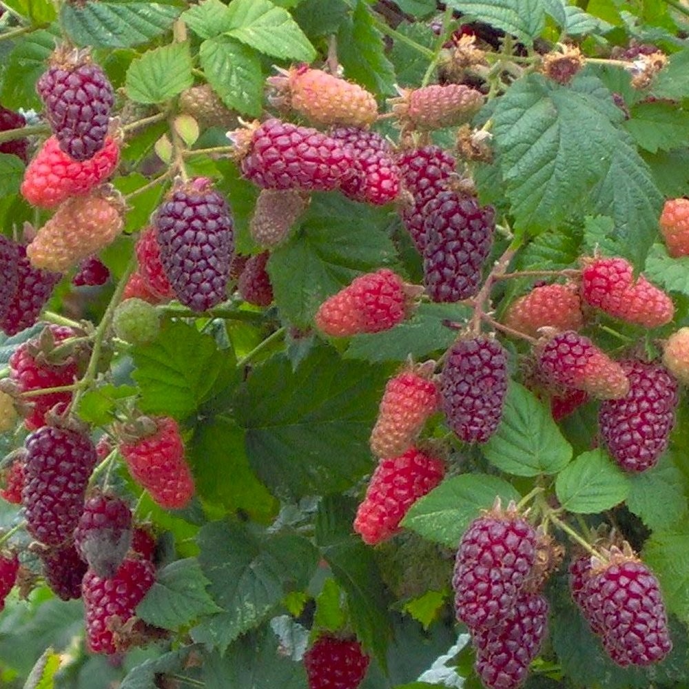 Rubus Tayberry Raspberry Blackberry Hybrid