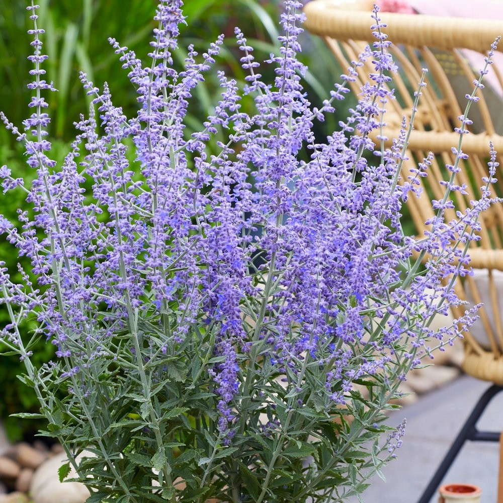 Bargain Hardy Flowering Shrub Collection Selection of FIVE Garden Shrubs