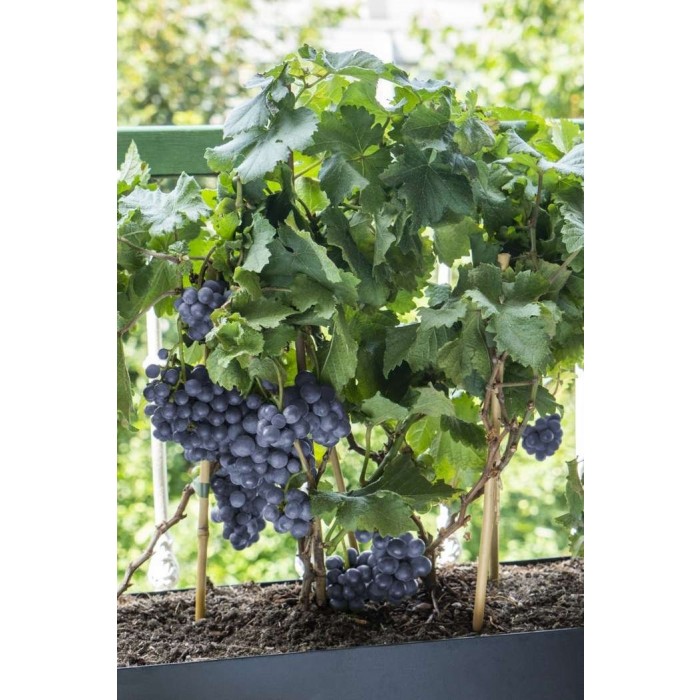 Phoenix Grape Vine Plant – High-Yielding Dessert & Wine Grape In 9cm Pot | Grape Plant For UK Gardens