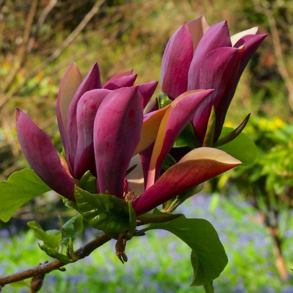 Buy Magnolia plants online Magnolia trees for sale UK