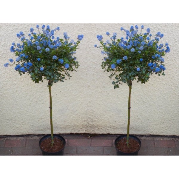 Ceanothus shrubs for sale Buy Ceanothus plants UK delivery