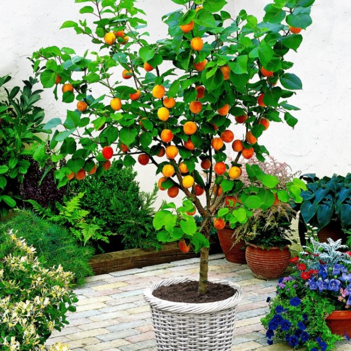 Apricot Fruit Tree Deciduous Outdoor White Flowering Hardy Garden Prunus in Pot