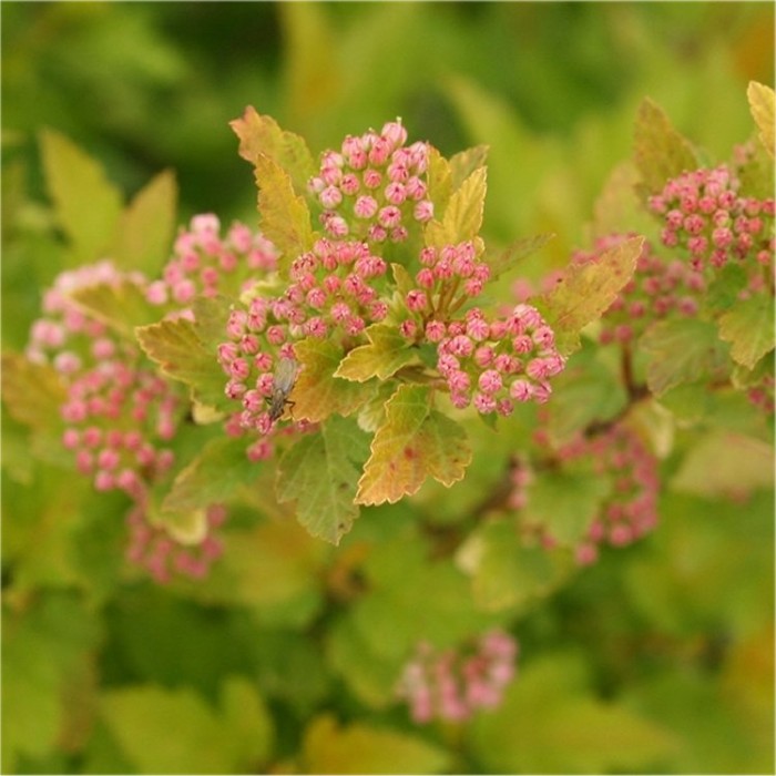 Physocarpus Tiny Wine Gold