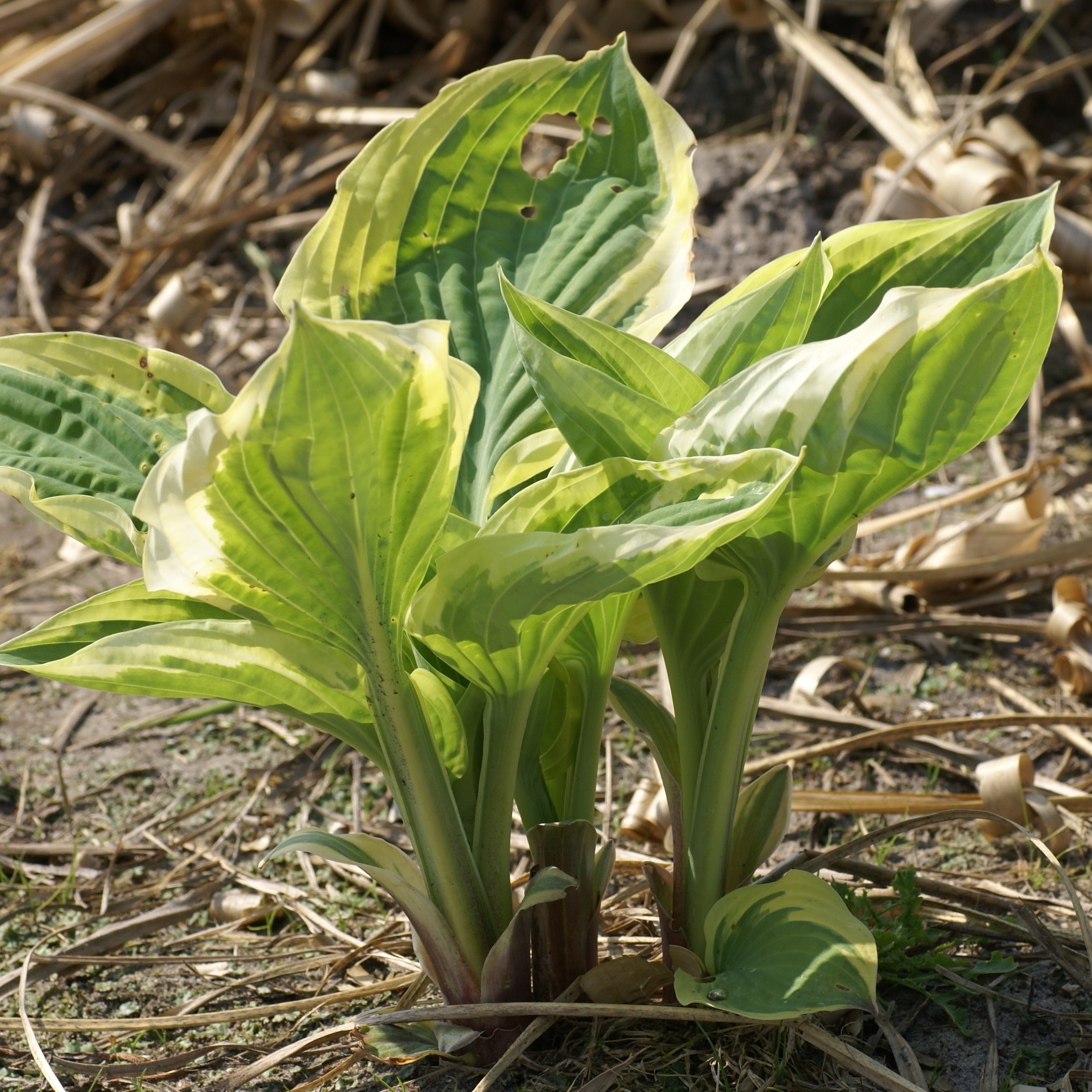 Hosta ''Strawberry Surprise' - Pack of 3 Bare Root