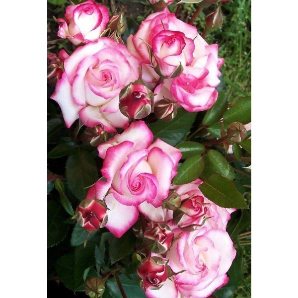 Page 2 | Gardening Express - Cimbing Roses