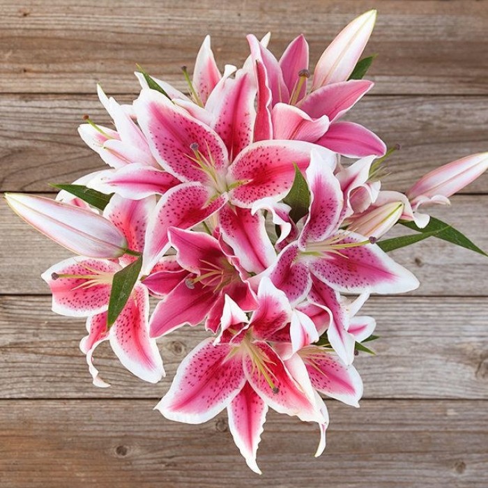 Stargazer Lily Oriental Lily Pack of TEN Lilium Bulbs