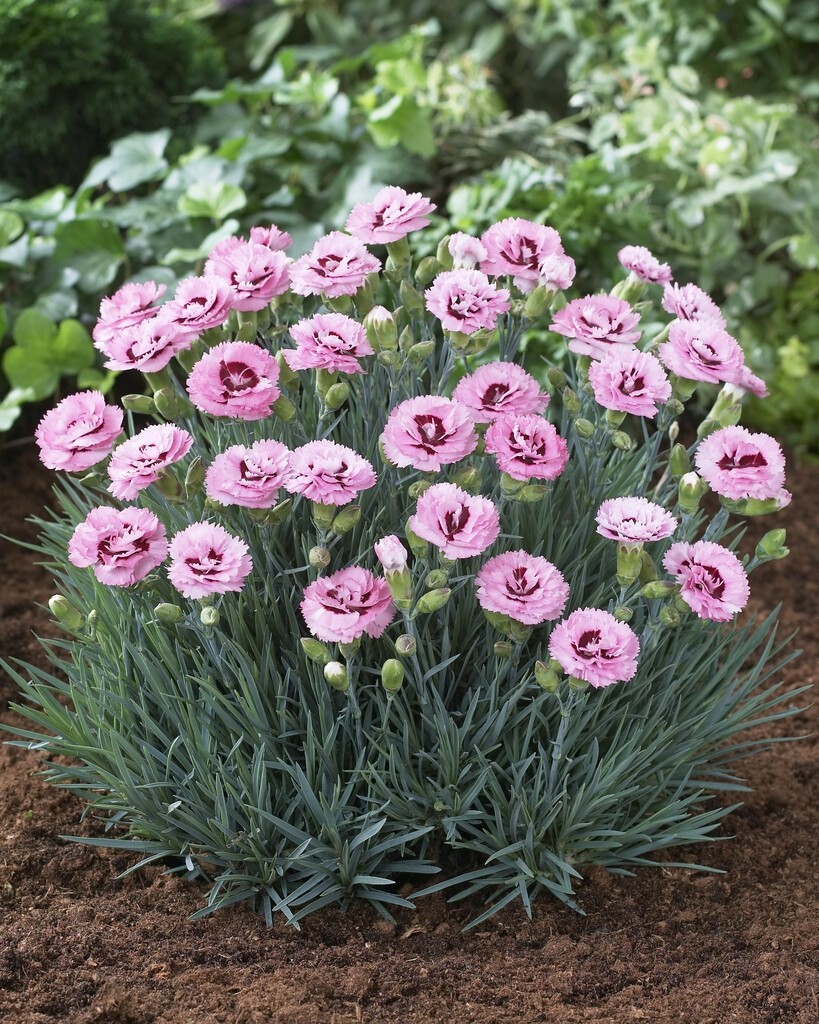 Dianthus Scent First Raspberry Sundae