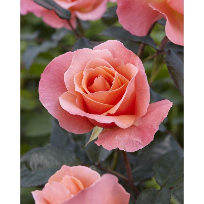 Rose Fragrant Delight Floribunda Bush Rose