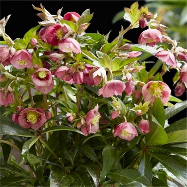 Hellebore plants for sale Buy Hellebores UK delivery