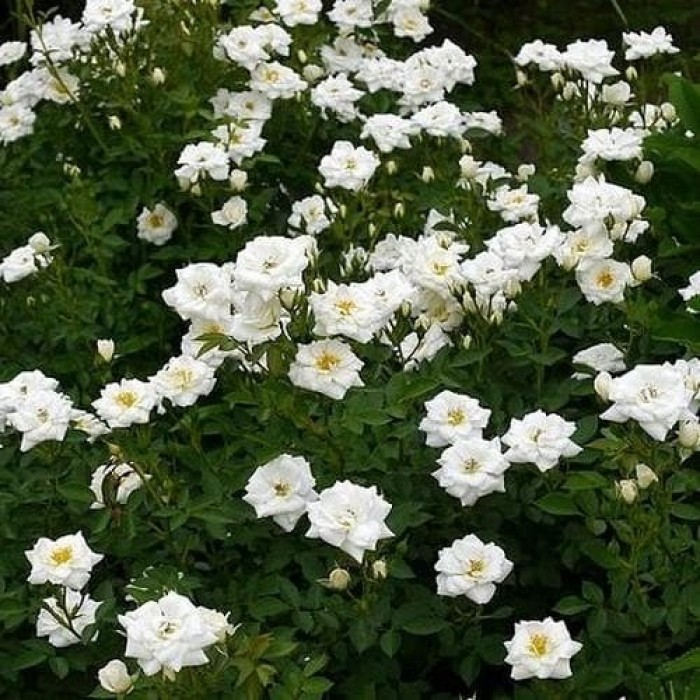 Rose Kent Groundcover Rose
