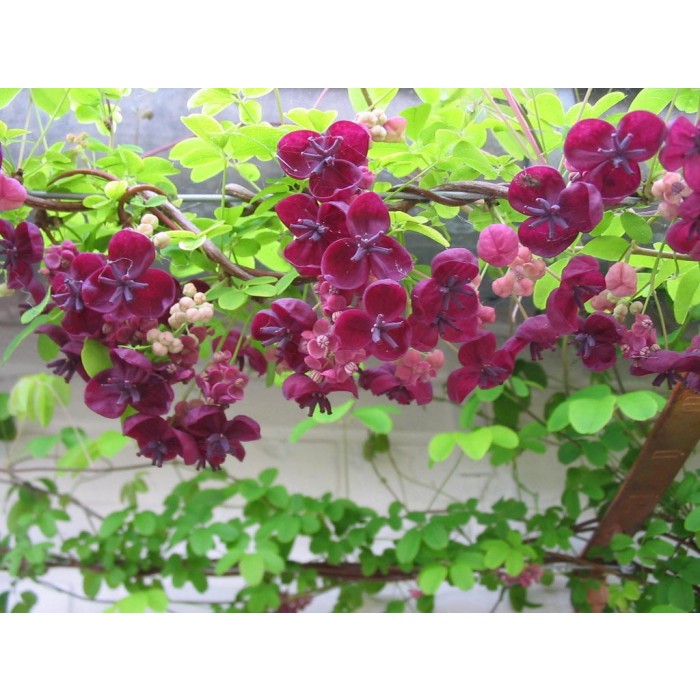 Large 6-7ft Climber - Akebia quinata - Chocolate Vine