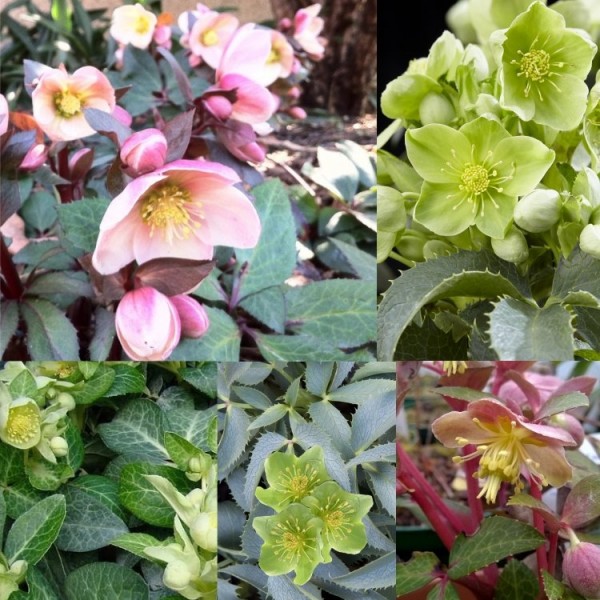 Hellebore plants for sale Buy Hellebores UK delivery