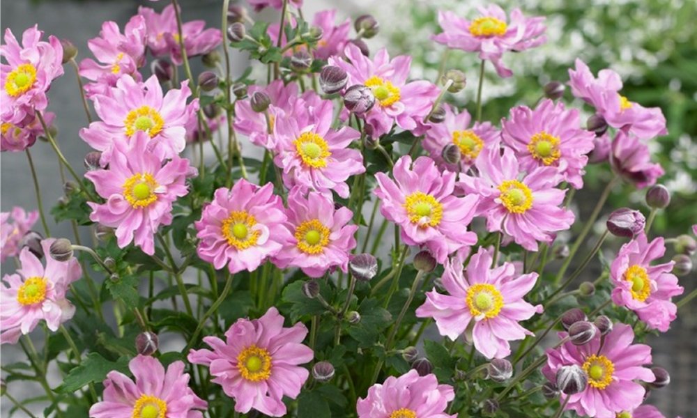 Buy Garden Plants from Online Garden Centre Gardening Express The UK's