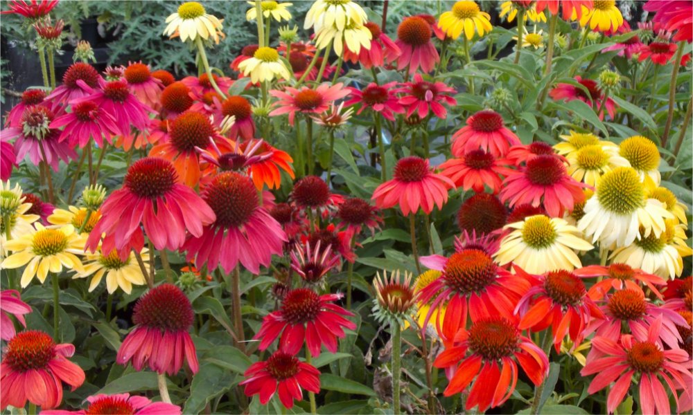 Buy Garden Plants from Online Garden Centre Gardening Express The UK's