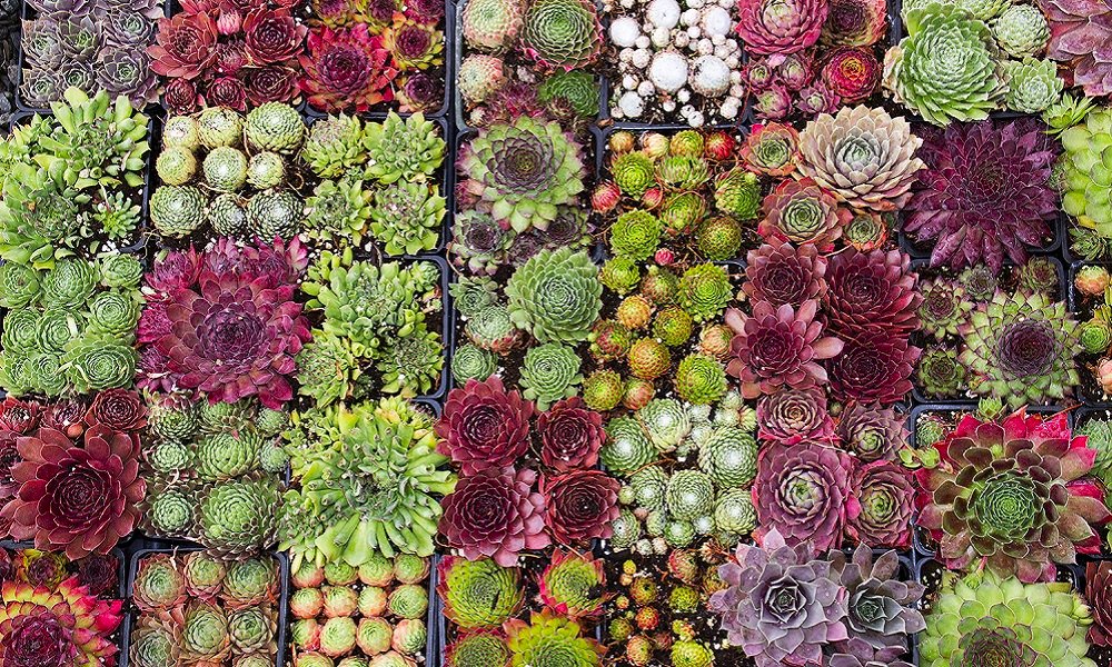 Buy Garden Plants from Online Garden Centre Gardening Express The UK's