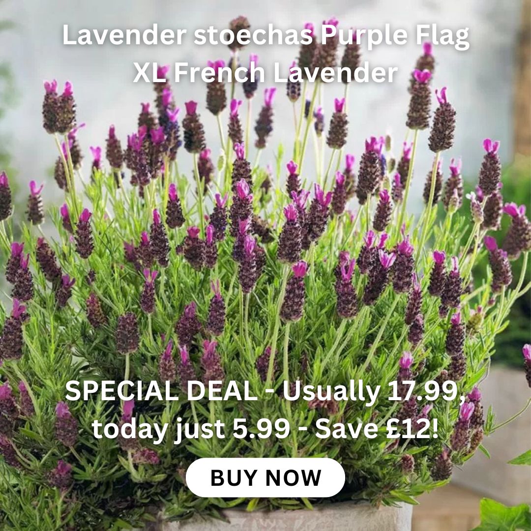 buddleia-tricolour-plant-three-in-one