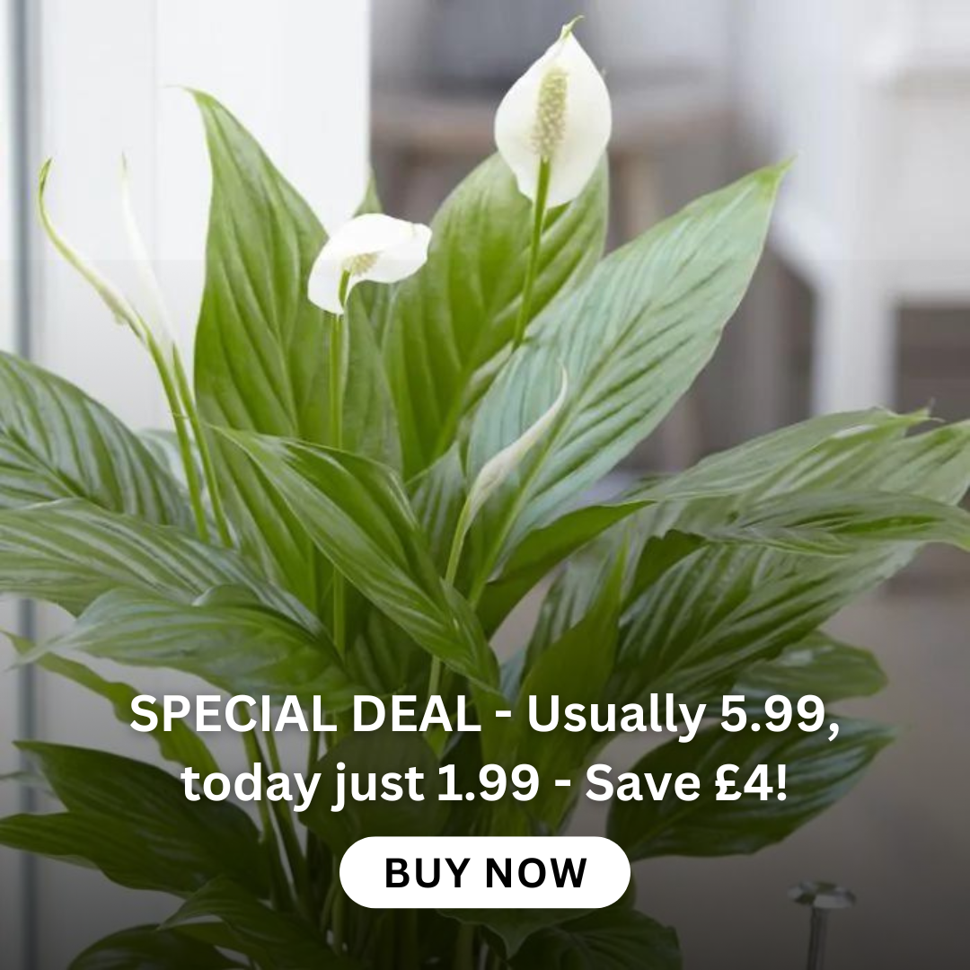 WINTER SALE - Deutzia 'Raspberry Sundae'