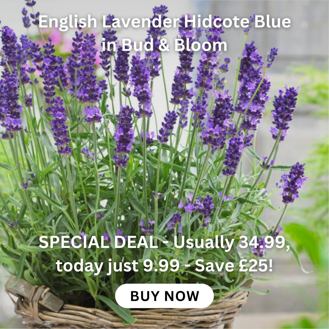 clematis-taiga-stunning-brand-new-exclusive-hardy-climbing-tiger-clematis-florida-taiga