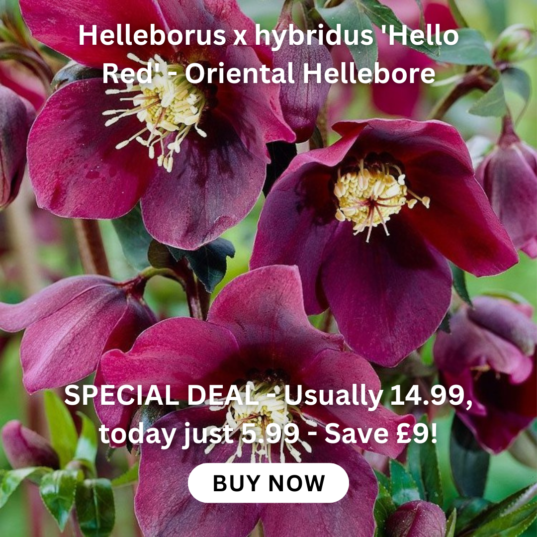 buddleia-tricolour-plant-three-in-one