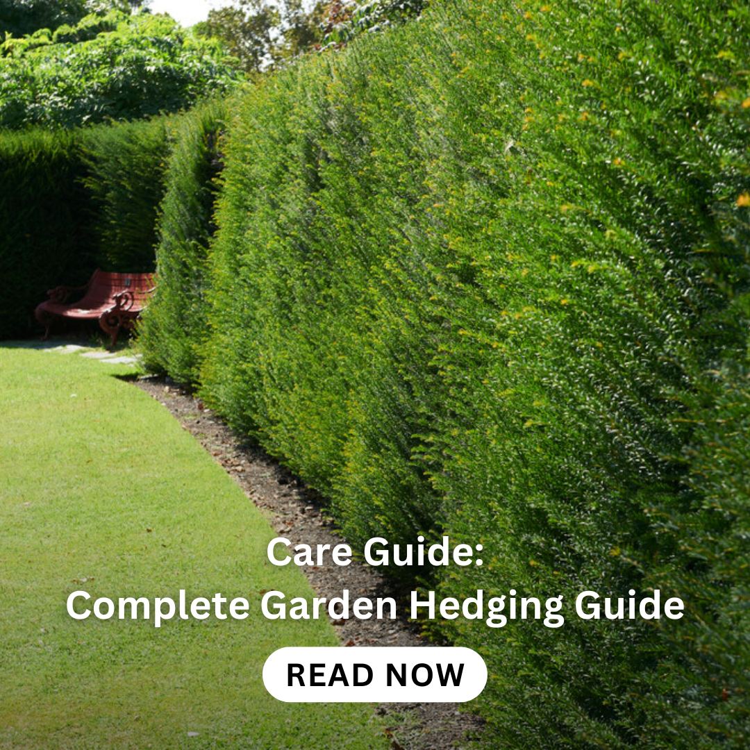 hedging-plants