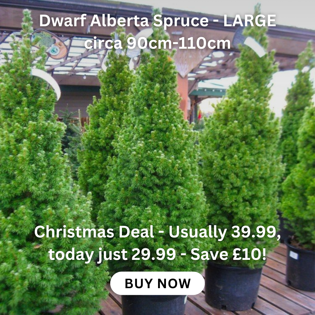 clematis-taiga-stunning-brand-new-exclusive-hardy-climbing-tiger-clematis-florida-taiga