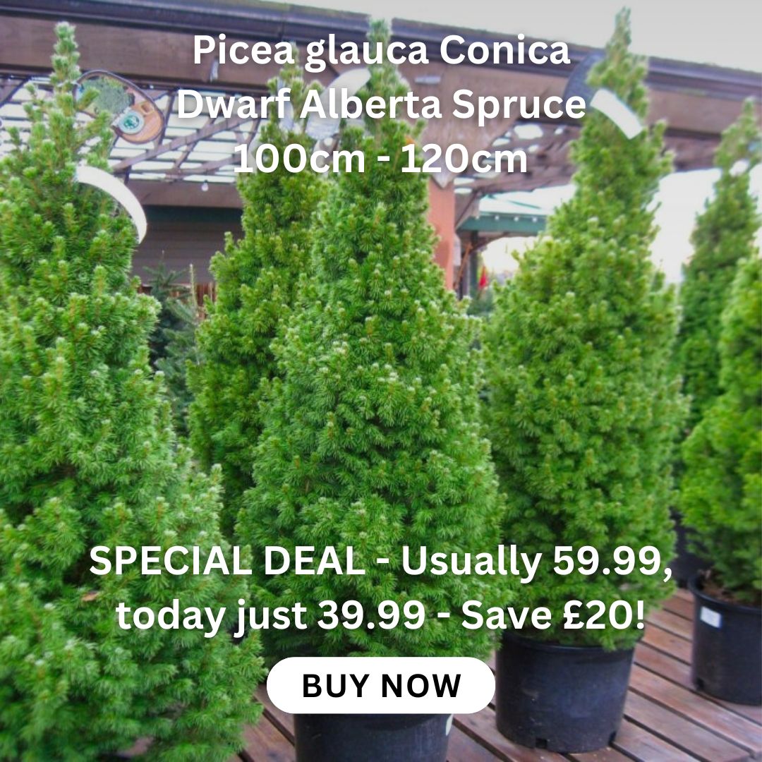 clematis-taiga-stunning-brand-new-exclusive-hardy-climbing-tiger-clematis-florida-taiga