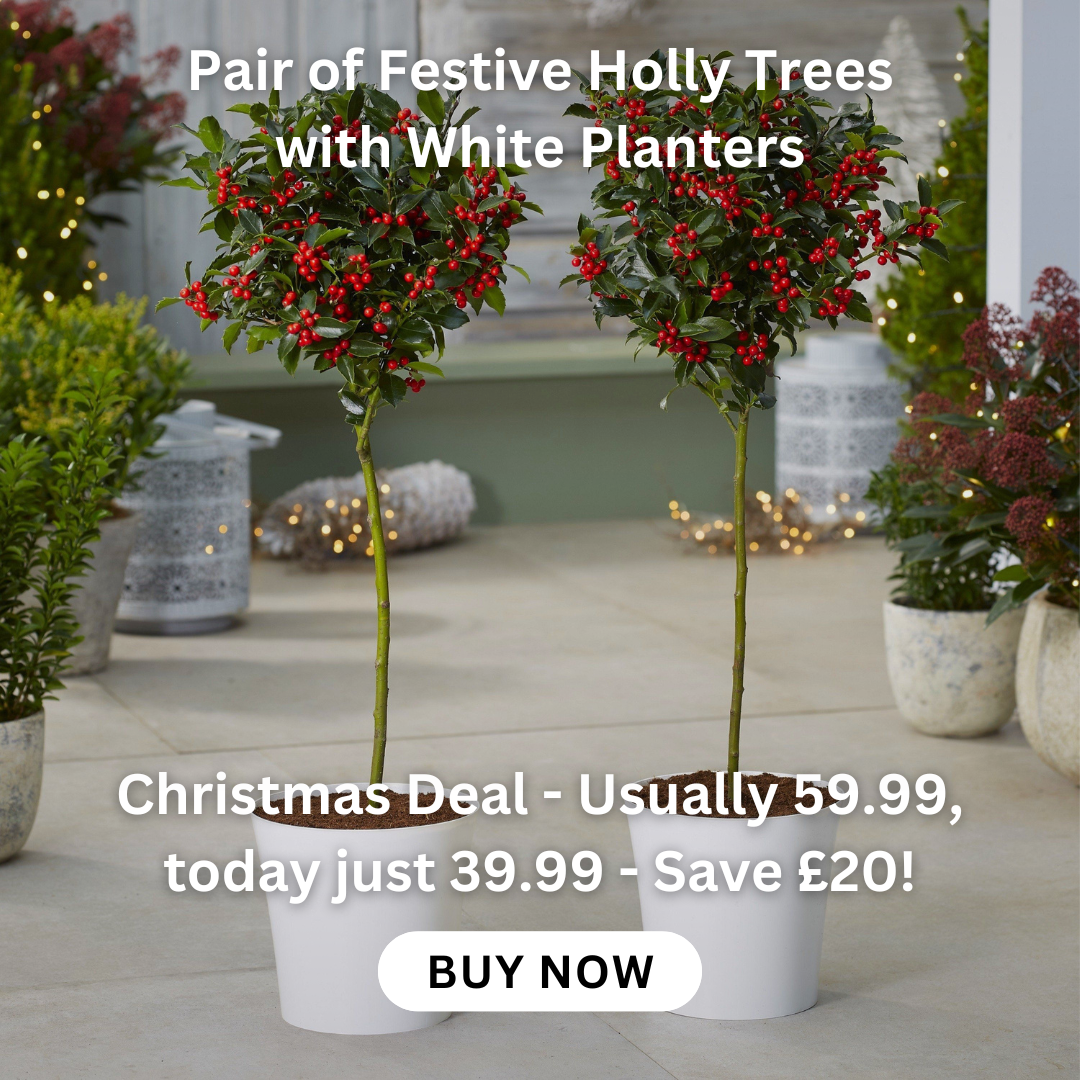 buddleia-tricolour-plant-three-in-one