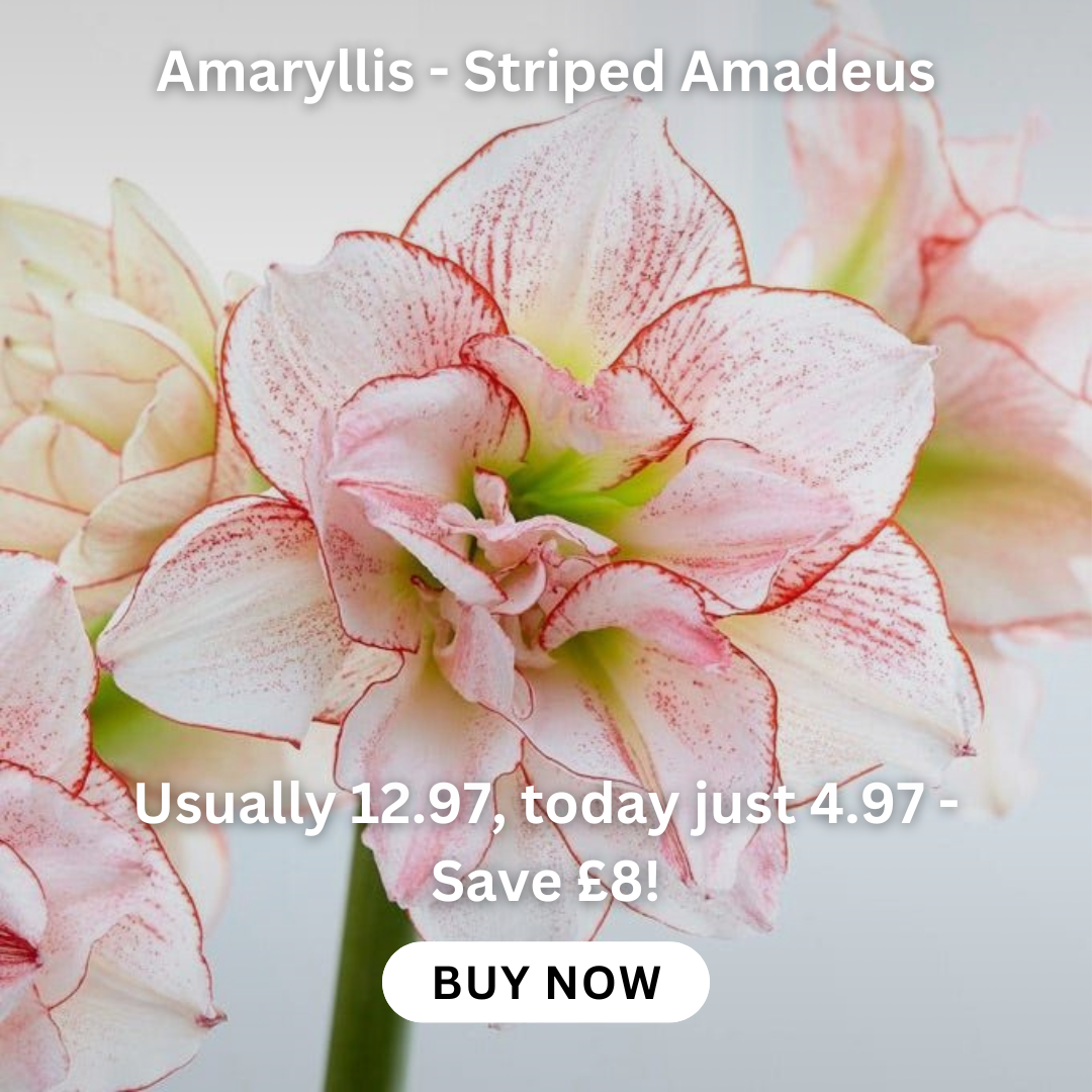 allium-hollandicum-gladiator-bulb