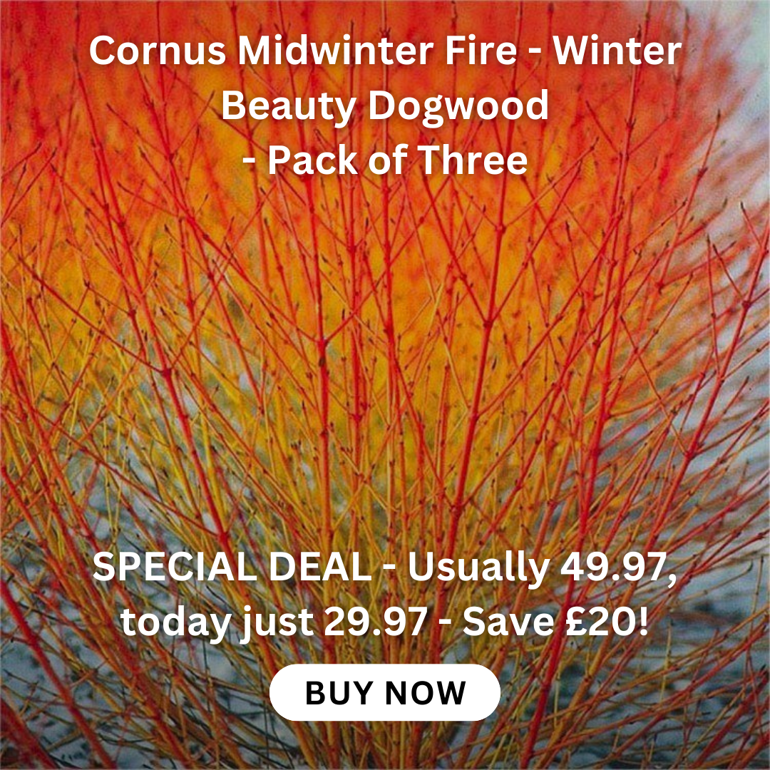 buddleia-tricolour-plant-three-in-one