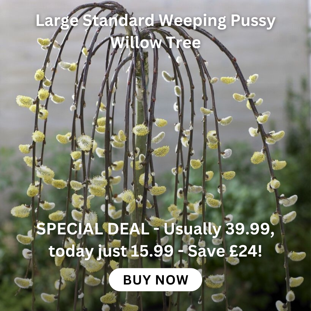 clematis-taiga-stunning-brand-new-exclusive-hardy-climbing-tiger-clematis-florida-taiga