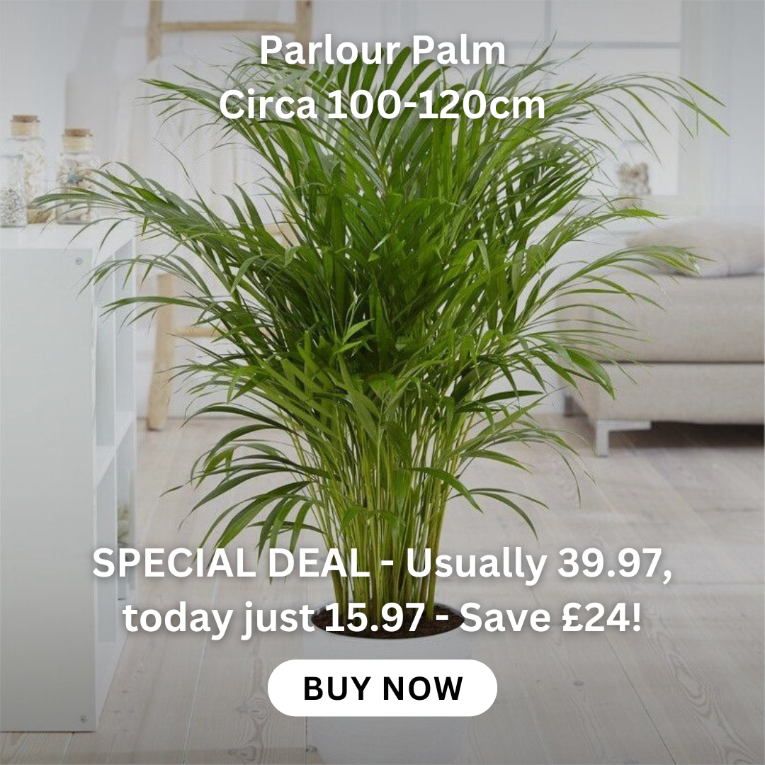 spathiphyllum-pearl-cupido-peace-lily