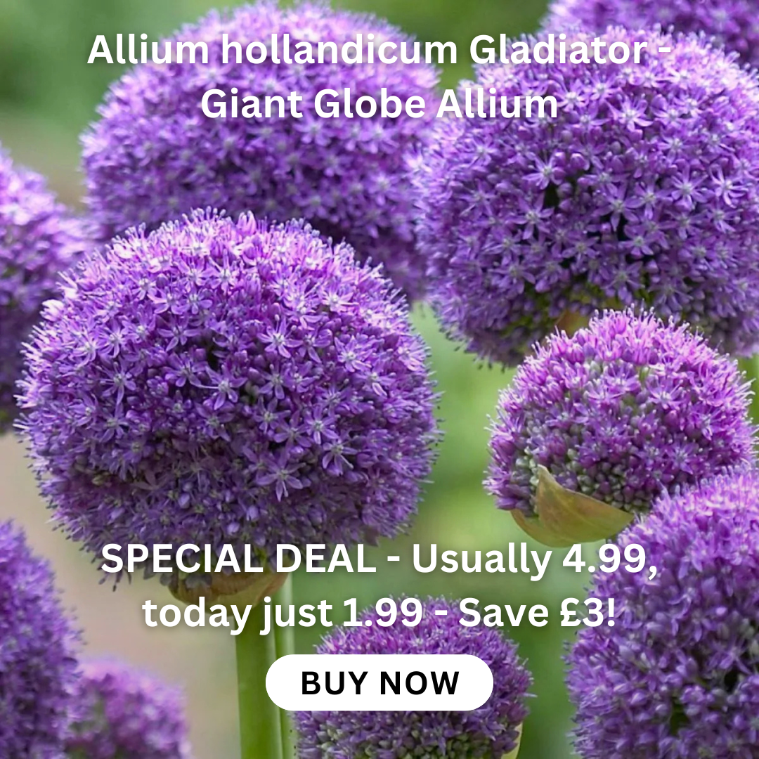 allium-hollandicum-gladiator-bulb