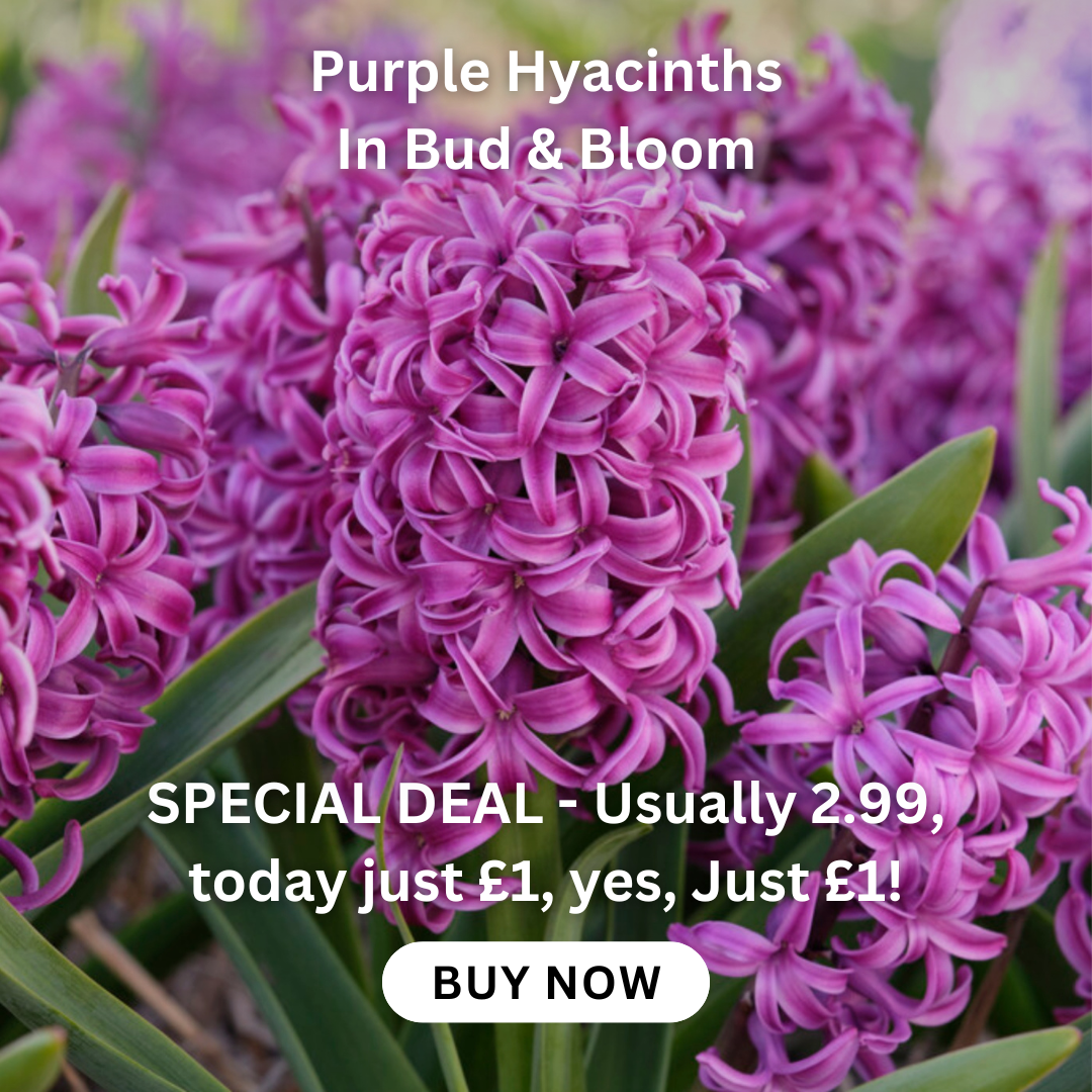 allium-hollandicum-gladiator-bulb