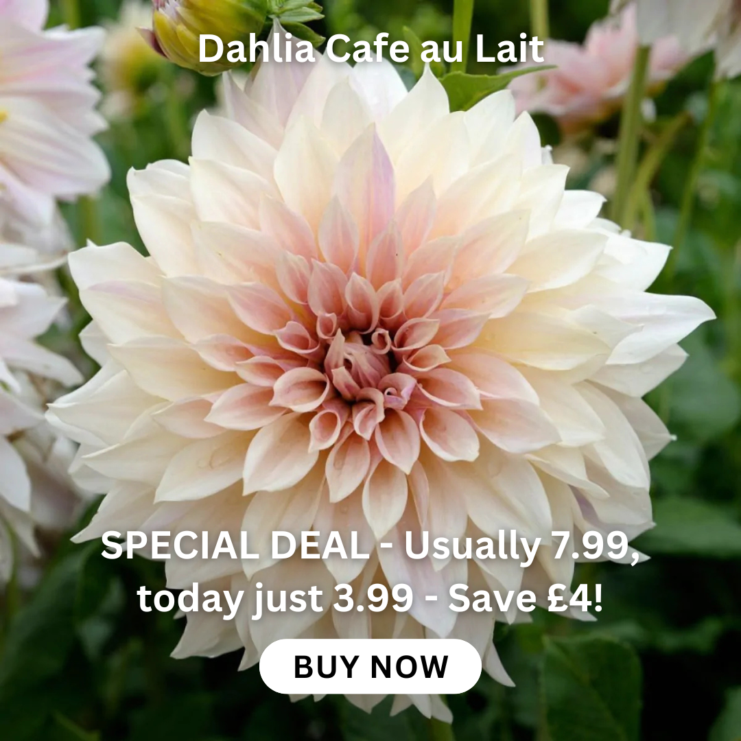 dahlia-cafe-au-lait