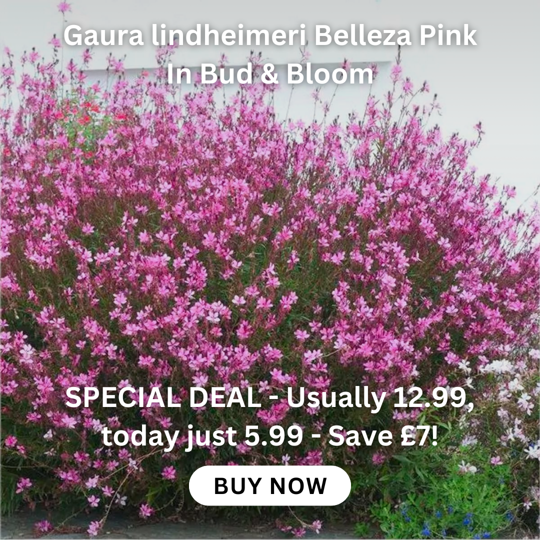clematis-taiga-stunning-brand-new-exclusive-hardy-climbing-tiger-clematis-florida-taiga
