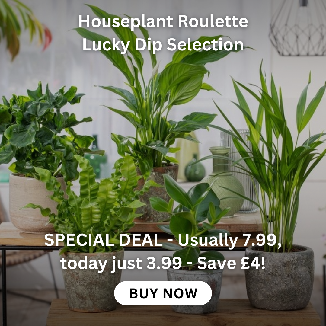 spathiphyllum-pearl-cupido-peace-lily