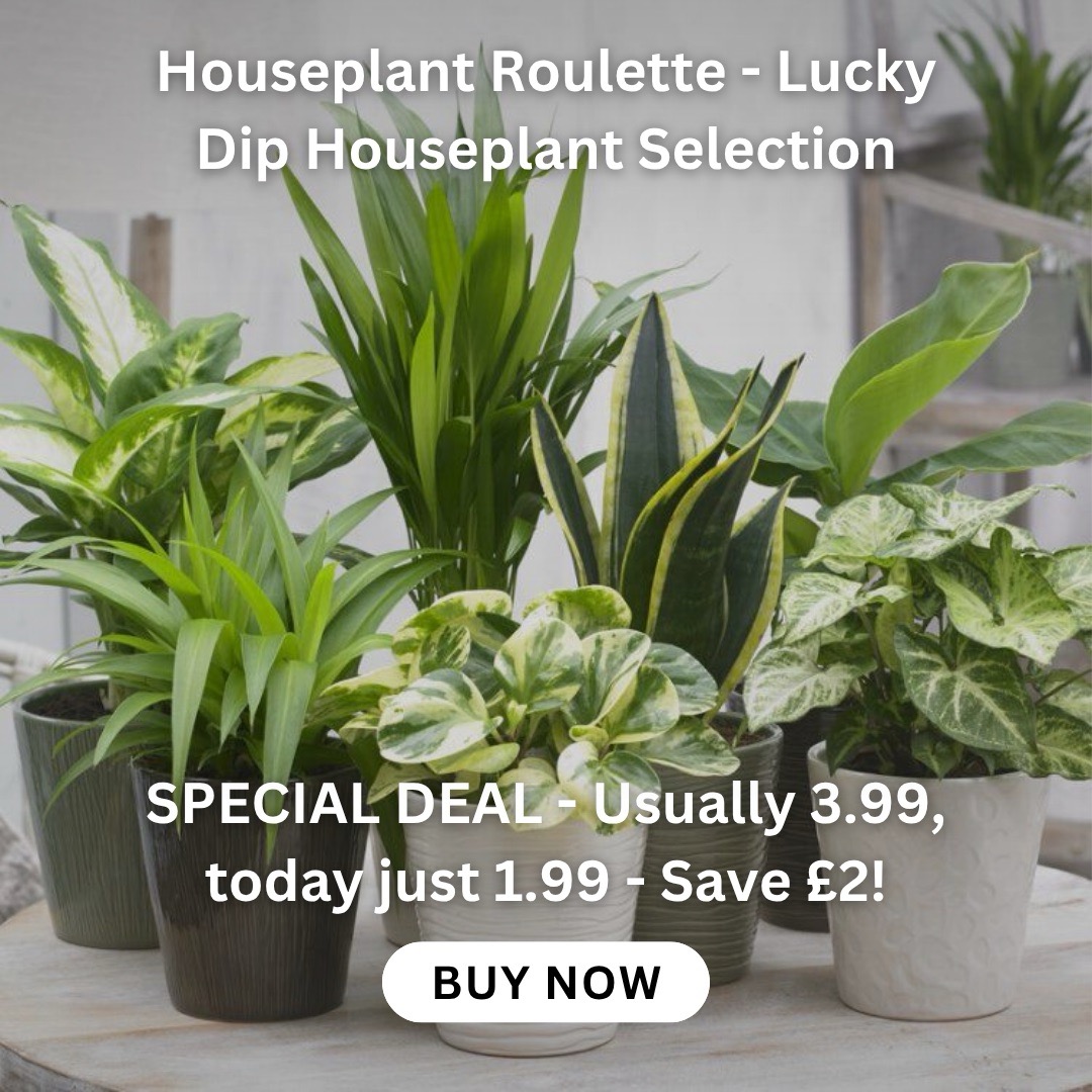 spathiphyllum-pearl-cupido-peace-lily