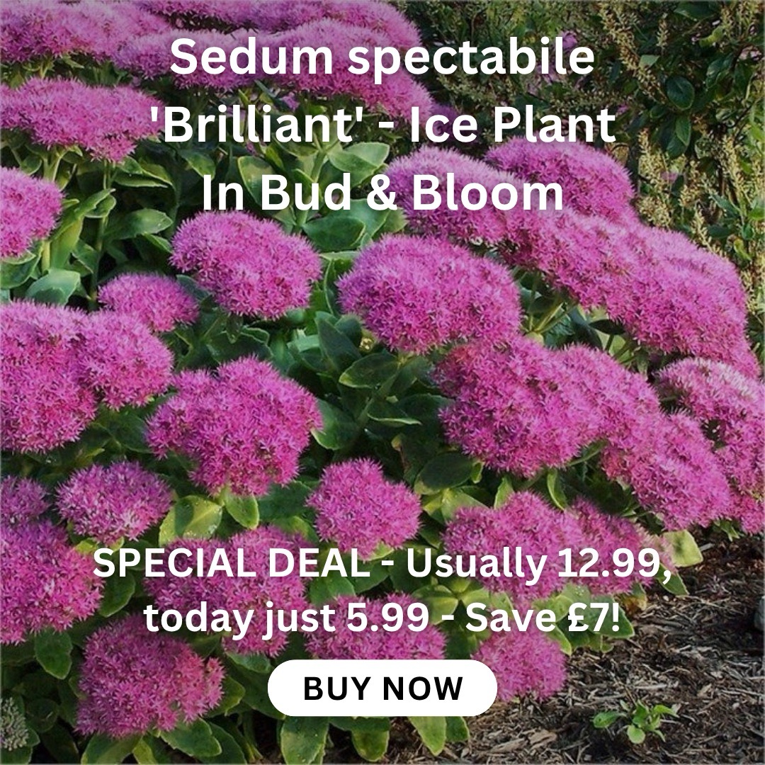 buddleia-tricolour-plant-three-in-one