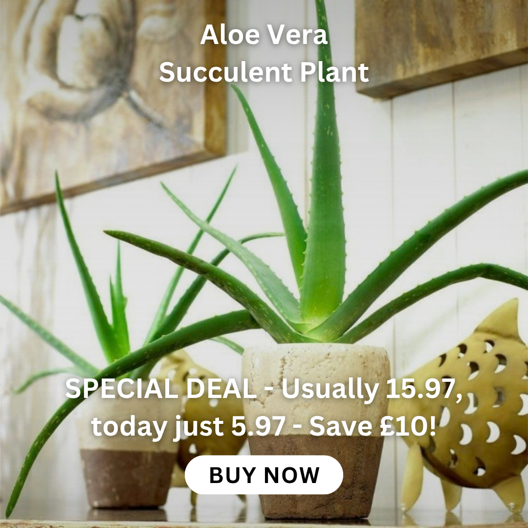 Aloe