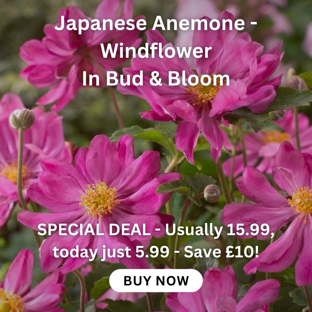 clematis-taiga-stunning-brand-new-exclusive-hardy-climbing-tiger-clematis-florida-taiga