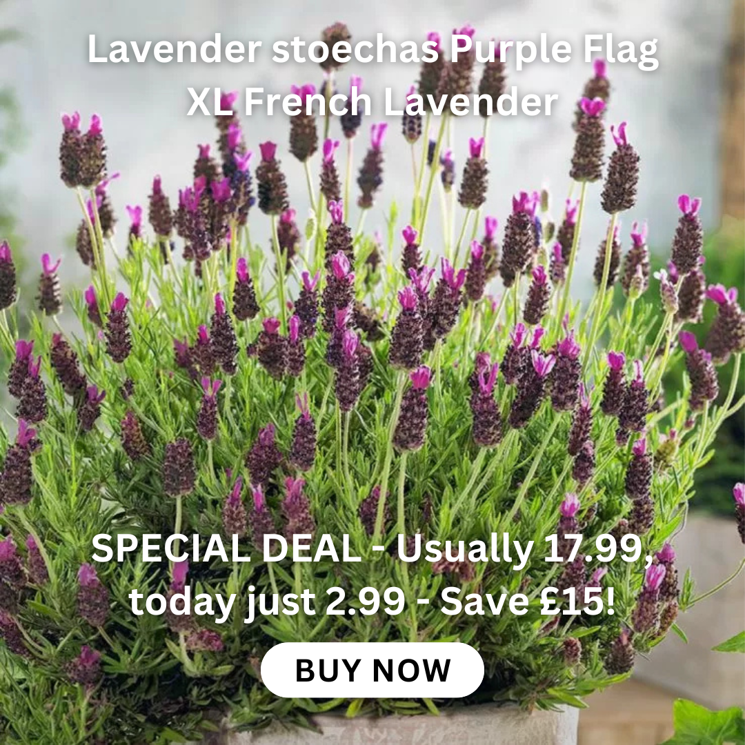 buddleia-tricolour-plant-three-in-one
