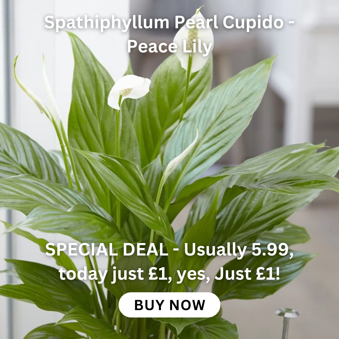 spathiphyllum-pearl-cupido-peace-lily